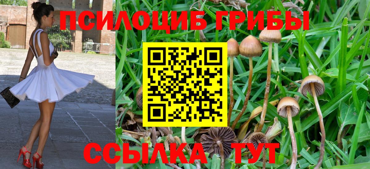 Галлюциногенные грибы Cubensis Богородицк